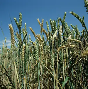 Blank: Take-all infected wheat crop