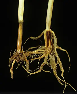 Roots: Take-all infection in wheat plant