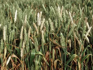 Graminis: Take-all on Wheat