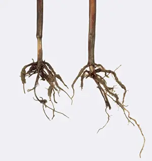 Roots: Take-all on Wheat