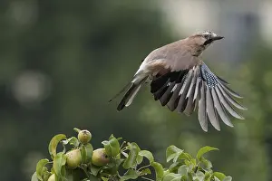 Corvid: Take-off of a jay (Garrulus glandarius) from the branch of a pear tree