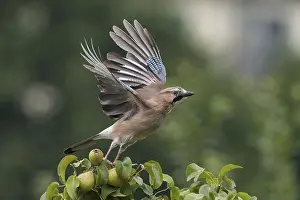 Branches: Take-off of a jay (Garrulus glandarius) from the branch of a pear tree