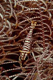 Comatulid: Takes on the colors of its host