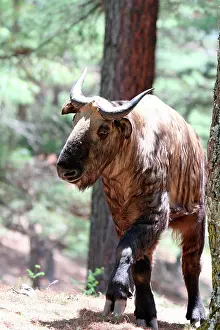 Bhutan: Takin