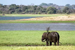 Lankan: taking a mud bath