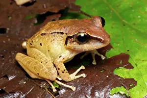 Ecuadoran: Talamancan Rain Frog