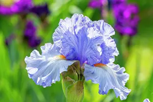 Alto: Tall Bearded Iris, Iris Germanica Cielo Alto, flower