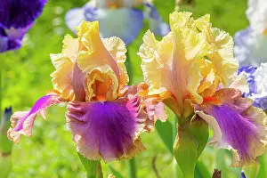 Monocotyledon: Tall Bearded Iris, Iris Germanica Colette Thurillet