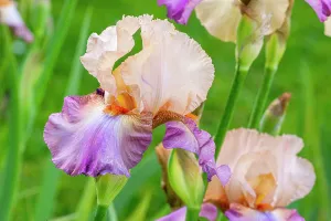Monocotyledon: Tall Bearded Iris, Iris germanica Con Fuoco, flowers