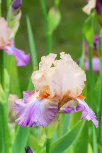 Monocotyledon: Tall Bearded Iris, Iris germanica Con Fuoco, flowers