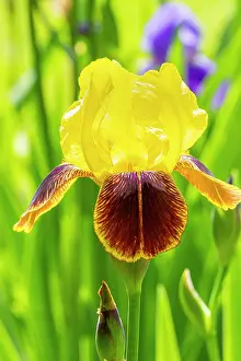 Monocotyledon: Tall Bearded Iris, Iris germanica Iroquois, flower