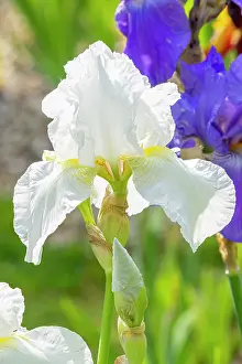 Whites: Tall Bearded Iris, Iris Germanica Lady Boscawen, flower