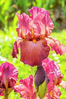 Magentas: Tall Bearded Iris, Iris Germanica Margrave, flower
