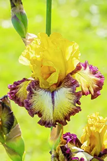 Magentas: Tall Bearded Iris, Iris Germanica Venitienne, flower