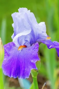 Mallows: Tall Bearded Iris Rsvolution, Iris germanica Rsvolution