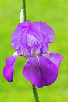Monocotyledon: Tall Bearded Iris Thaus, Iris Germanica Thaus, flower