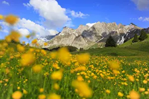 Spermatophyte: Tall buttercup ( Ranunculus acris) Alpstein massif with
