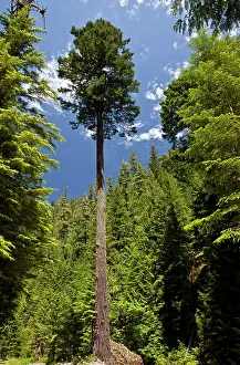 Menziesii: Tall Douglas Fir