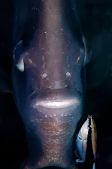 Labroides: Tall-fin Batfish - being cleaned by Juvenile Bluestreak
