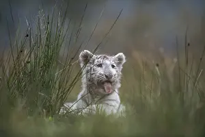 Joyful: In the tall grass... Royal Bengal tiger (Panthera tigris)