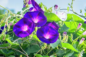 Phenomenon: Tall Morning Glory, Ipomoea purpurea Grandpa Ott's