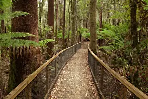 Derwent: Tall Trees Walk, Mount Field National Park