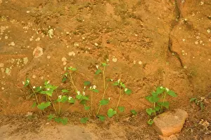 Zion: Tall-white / Canadian Violet - growing on the floor