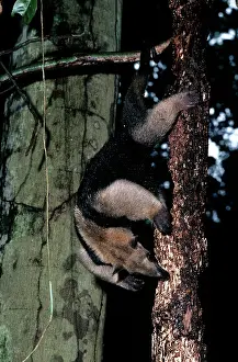 Anteaters: TAMANDUA ANTEATER