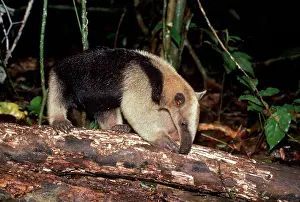 Anteaters: TAMANDUA ANTEATER EATING
