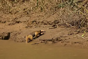 Tamandua: Tamandua - coming out of water