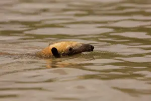 Tamandua: Tamandua - swimming in water