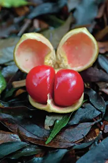 Tamarind: Tamarind