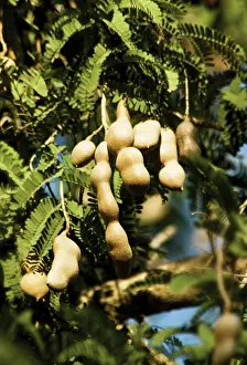 Connected: Tamarind