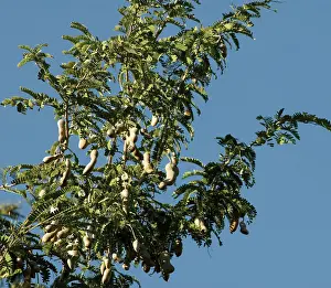 Connected: Tamarind