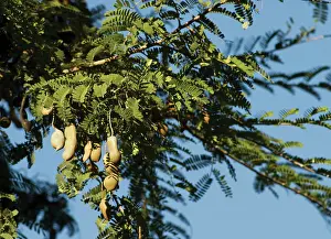 Connected: Tamarind