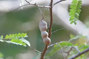 Tamarind: Tamarind - fruit