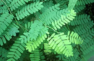 Tamarind: Tamarind Tree - close-up of leaves