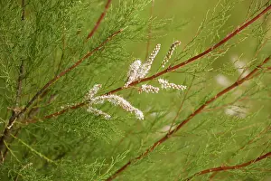 Gallica: Tamarisk