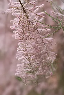 Tamarisk: Tamarisk