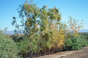 Cedars: Tamarisk / Salt Cedar