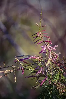 Cedars: Tamarisk / Salt-cedar Flowers - weed tree, native