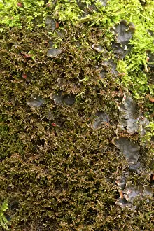 Tamarisk: Tamarisk scalewort with moss and lichen on a trunk