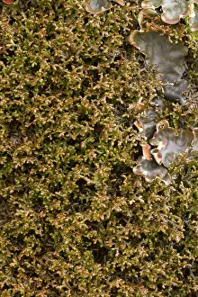 Tamarisk: Tamarisk scalewort with moss and lichen on a trunk
