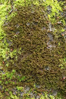 Tamarisk: Tamarisk scalewort with moss and lichen on a trunk
