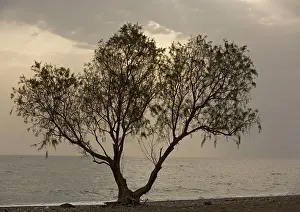 Parviflora: Tamarisk tree, by the sea