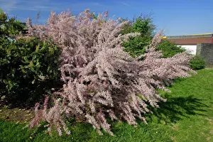 Motorway: Tamarix - in flower, on motorway side