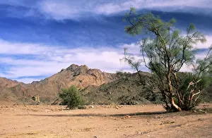 Tamarix: Tamarix trees in a small valley