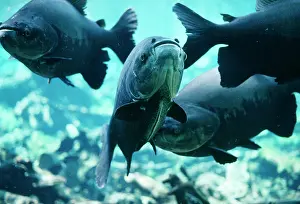 Andrea Florence: TAMBAQUI FISH