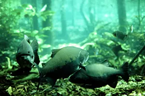 Andrea Florence: Tambaqui Fish - flooded forest