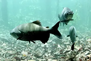 Andrea Florence: Tambaqui Fish - seed eating